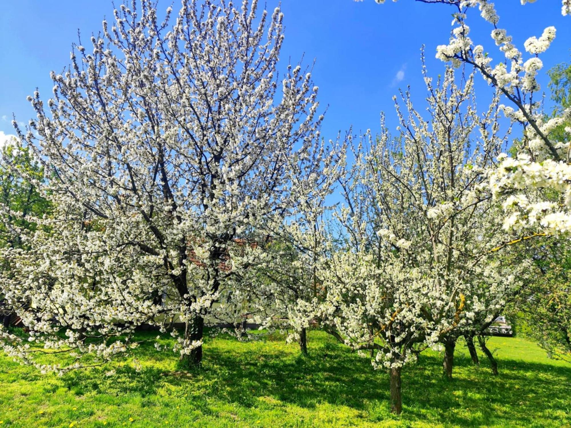 Idylicky Rodinny Penzion Arkadia Pri Dunajskej Cyklotrase Kyselica Exterior foto